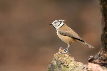 Haubenmeise (Lophophanes cristatus)