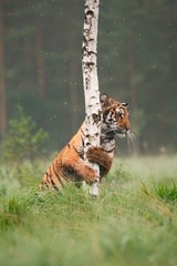 The Siberian tiger (Panthera tigris Tigris), or  Amur tiger (Panthera tigris altaica) in the grassland.