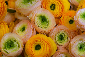 Orange Yellow ranunculus flowers (Asiaticus) bridal flowers
