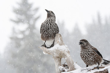 Close-up portrait of beautiful Spotted Nutcracker (Nucifraga caryocatactes)