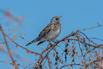 Fieldfare (Turdus pilaris), in the natural habitat