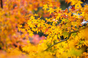 紅葉　秋イメージ