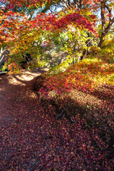 紅葉　秋イメージ