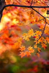 紅葉　秋イメージ