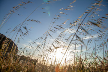 Fototapeta premium BACKLIT GRASS FIELD AT GOLDEN HOUR