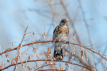 Fieldfare (Turdus pilaris), in the natural habitat
