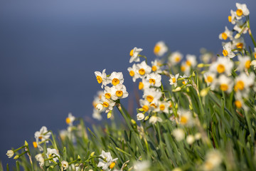 水仙の花　初春イメージ