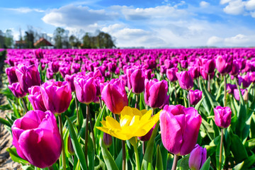 Tulpenblüte Holland