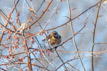 Fieldfare (Turdus pilaris), in the natural habitat