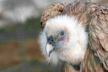 Griffon Vulture or Gyps fulvus perched. Close up