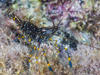 Shrimp (Pallaemon elegans) in the shore of a beach in the mediterranean sea