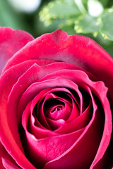 Fototapeta premium バラの花