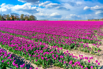Tulpenbl&uuml;te Holland