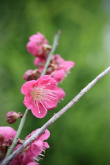 紅梅　初春イメージ