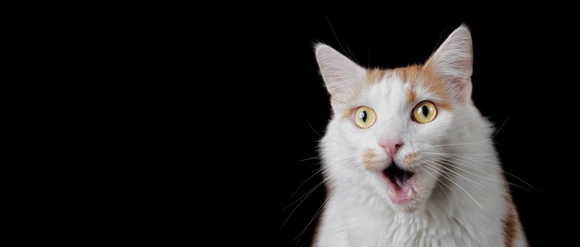 Funny tabby cat looking surprised with mouth open. Panoramic image with copyspace for your individual text.