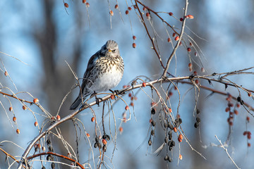 Fieldfare (Turdus pilaris), in the natural habitat