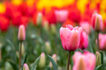 チューリップの花　春イメージ