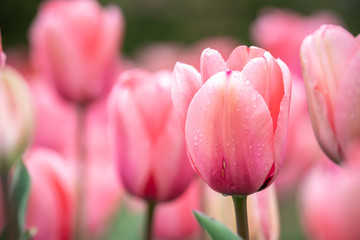 チューリップの花　春イメージ