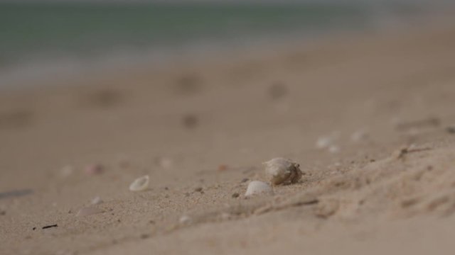 A Hermit Crab Crawling Alone Along The Shore - Close Up Shot