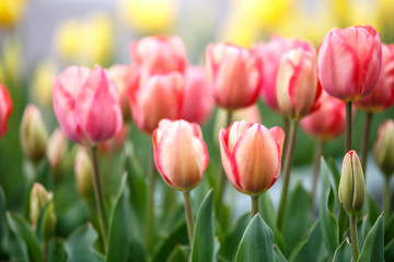 チューリップの花　春イメージ