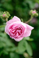 a pink rose flower in  garden