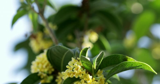 Group of white Sweet osmanthus flowers or Sweet olive flowers blossom on its tree in spring time