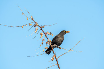 Common Blackbird also known as Turdus merula.