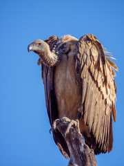 White-backed vulture (Gyps africanus). Mpumalanga. South Africa.