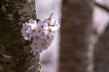 桜の花　春イメージ