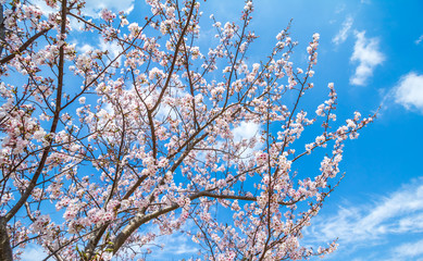 桜の花　春イメージ