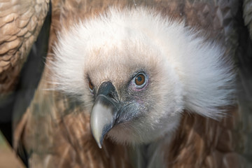 Griffon Vulture or Gyps fulvus perched. Close up