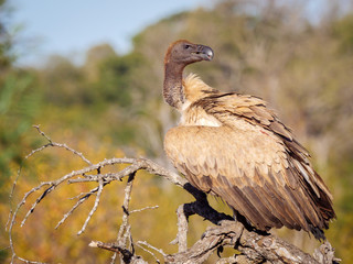 White-backed vulture (Gyps africanus). Mpumalanga. South Africa.