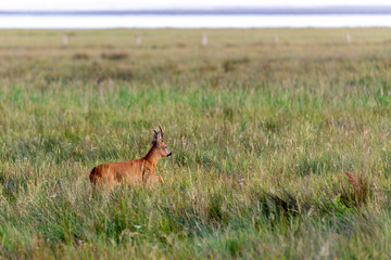 Roe buck on the salt meadows at the wadden sea on Juist, East Frisian Islands, Germany.