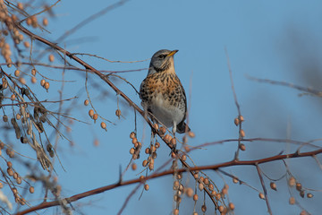 Fieldfare (Turdus pilaris), in the natural habitat