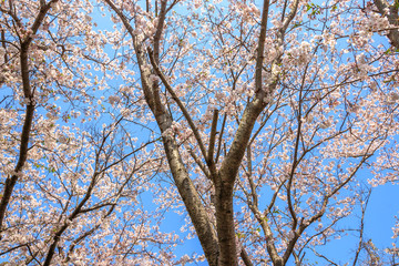 桜の花　春イメージ
