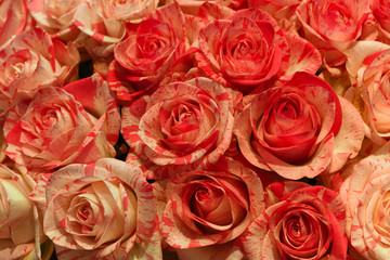 Natural baracuda roses wall at background