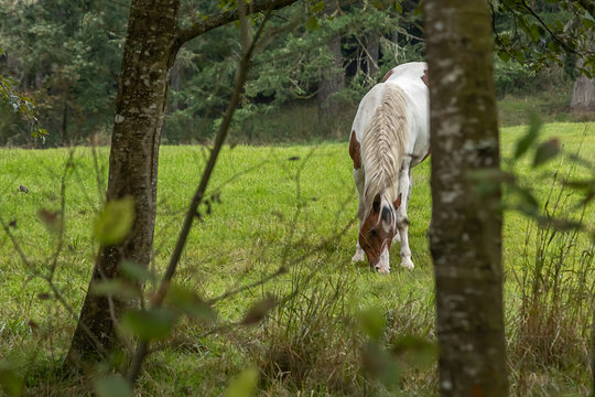 a horse gazing in a grassy field