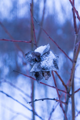 Vertical photo of the old dried and dead flower of the willow or rowan on the branch covered with...