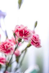 Obraz premium カーネーションの花