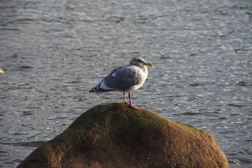 A seagull resting on a horizontal pole