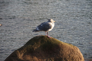 A seagull resting on a horizontal pole