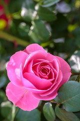 バラの花　初夏イメージ