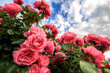 バラの花　初夏イメージ