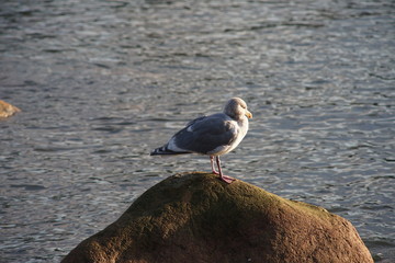 A seagull resting on a horizontal pole