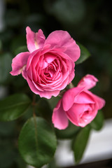 バラの花　初夏イメージ