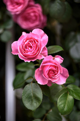 バラの花　初夏イメージ