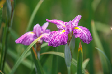花菖蒲　初夏イメージ