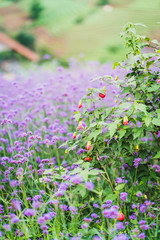 Fototapeta premium Verbena flower field Thailand