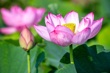 蓮の花　初夏イメージ