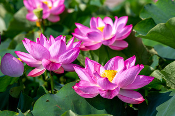 蓮の花　初夏イメージ